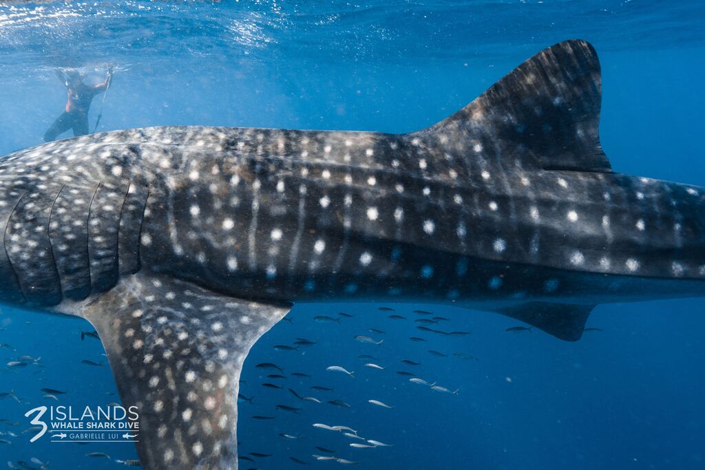 43f8e2f1-df52-48a5-a68b-deab23b95d23