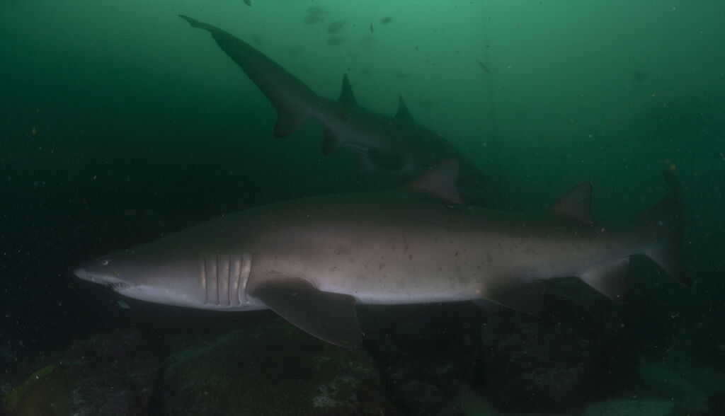 cfb212bc-689b-4915-bbc8-9bd9c252316f