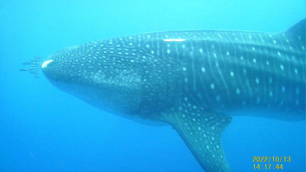 dc7a7a22-be07-4ccf-b254-f7e45f0ea323