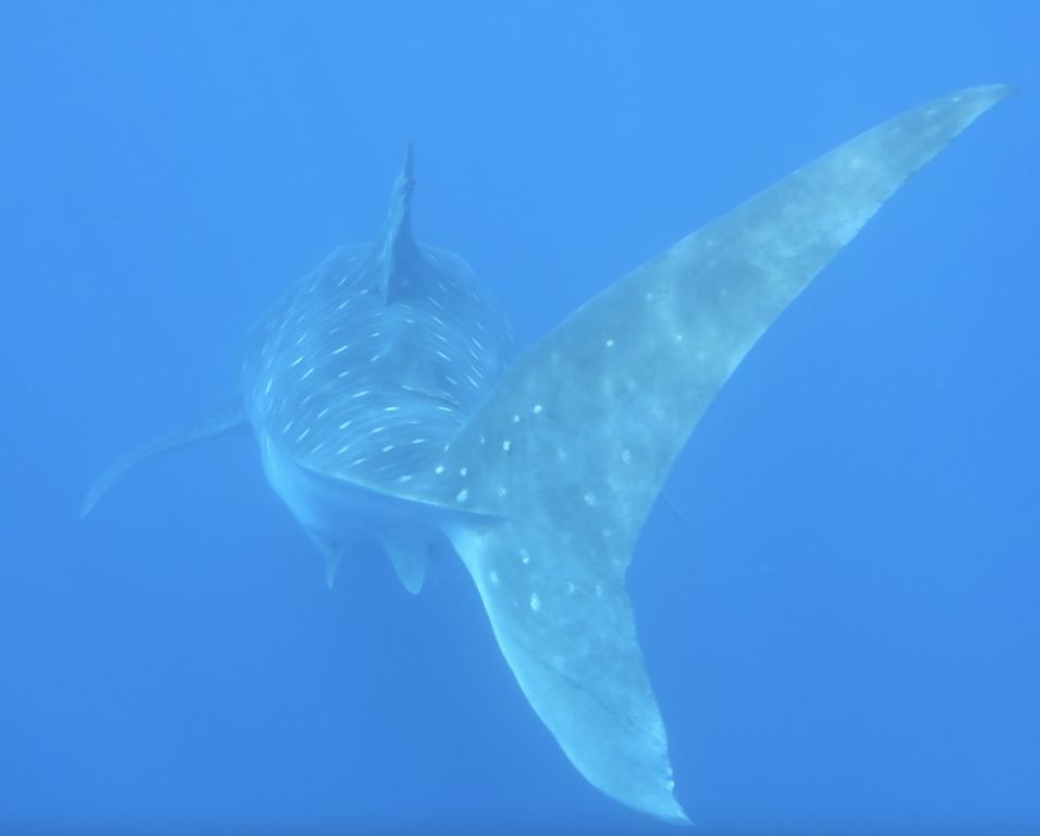 dc7a7a22-be07-4ccf-b254-f7e45f0ea323