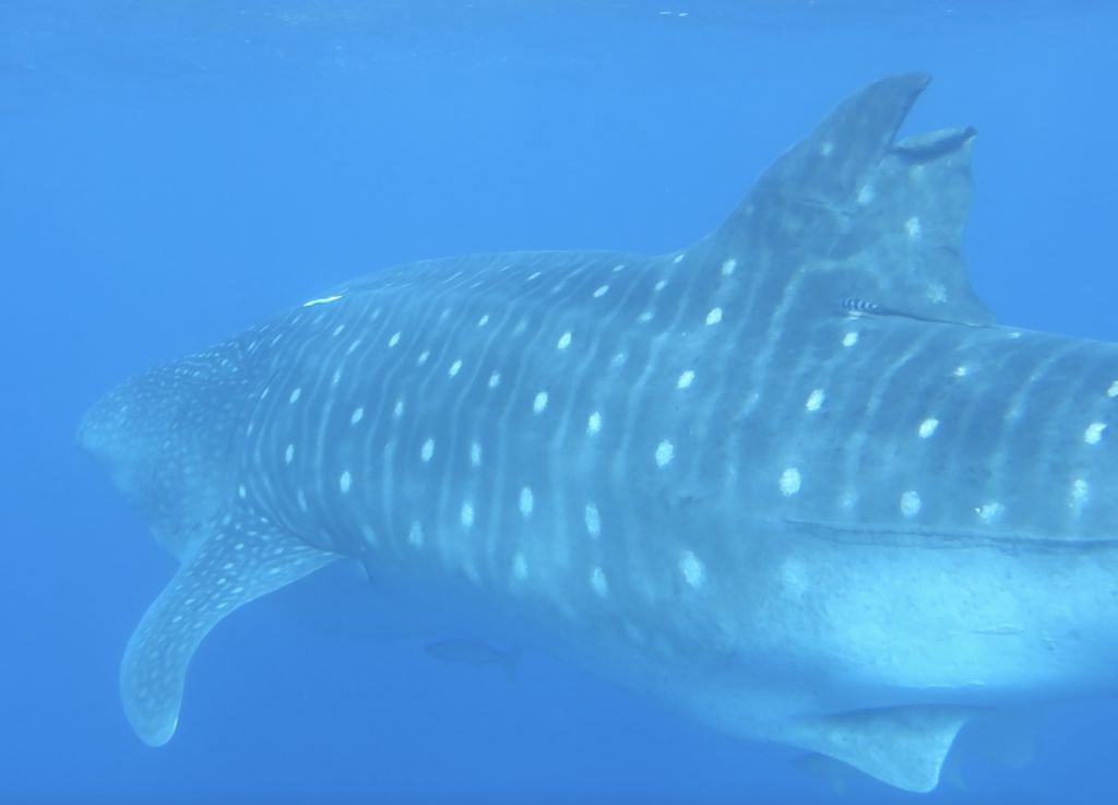 dc7a7a22-be07-4ccf-b254-f7e45f0ea323