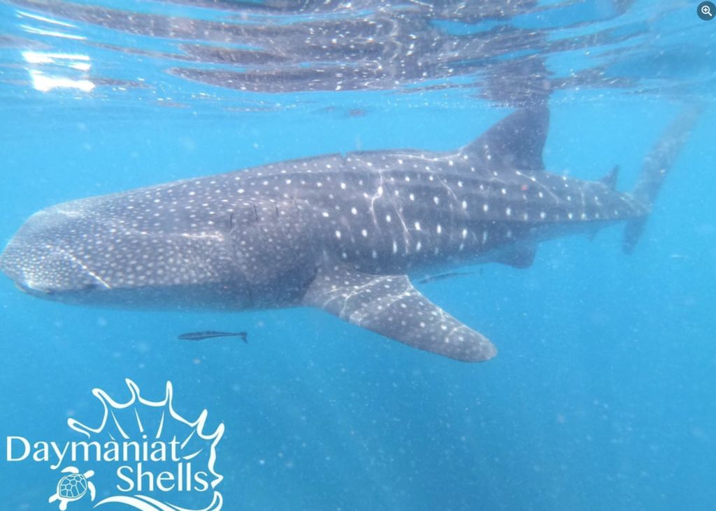 cf8530a8-a37a-4606-96d6-df7156926a00