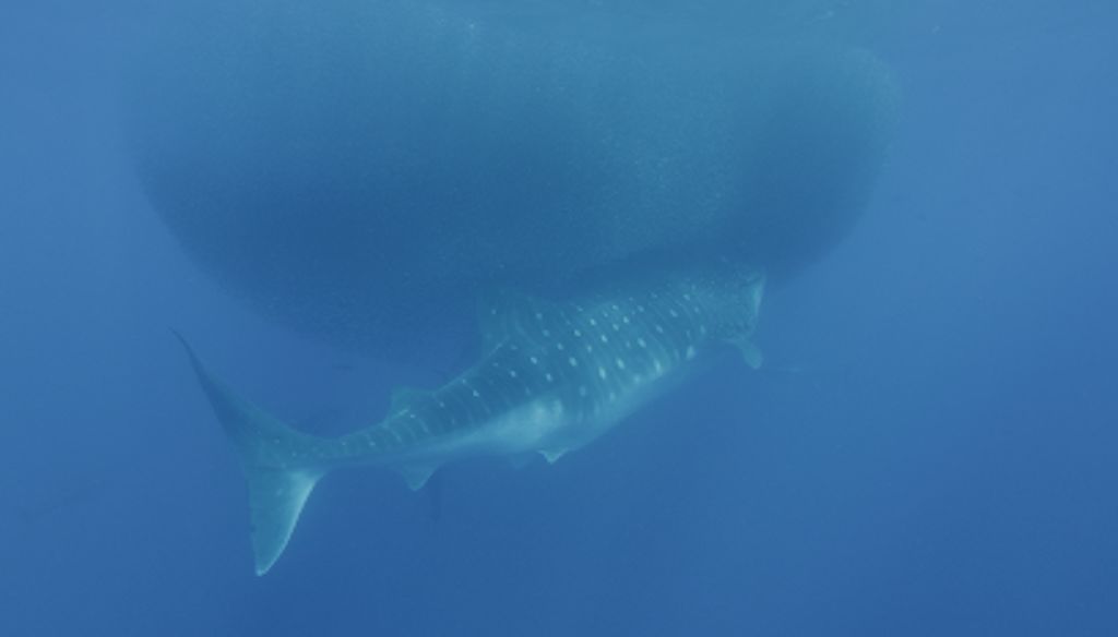 014f33bc-0727-48f6-b56b-14366a73f2a0