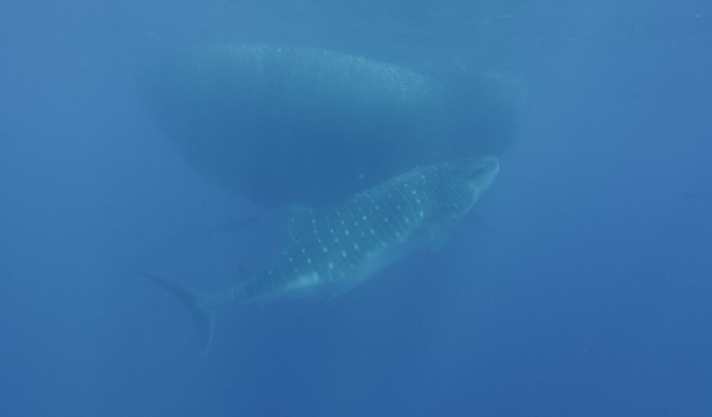 014f33bc-0727-48f6-b56b-14366a73f2a0