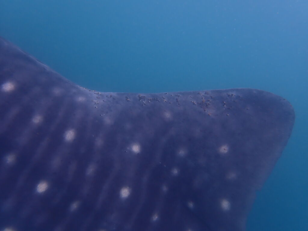 bfeacf2a-91d0-4c5c-8baa-45ae96e6d46f