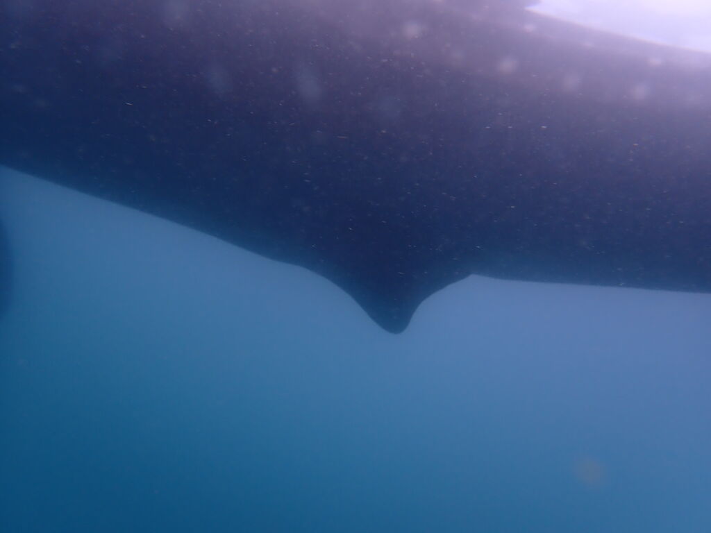 bfeacf2a-91d0-4c5c-8baa-45ae96e6d46f