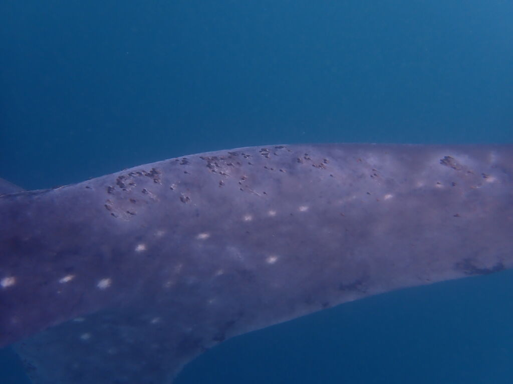 bfeacf2a-91d0-4c5c-8baa-45ae96e6d46f