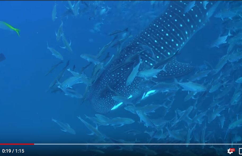 e6faac6d-75c5-4098-83ca-35d3c0faa767