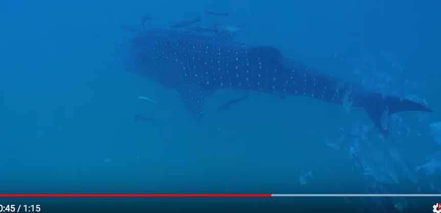 e6faac6d-75c5-4098-83ca-35d3c0faa767